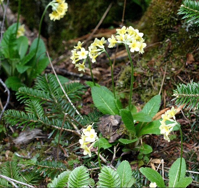 Primula tanneri ssp. nepalensis